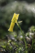 Cyclamen narcissus (Narcissus cyclamineus), Emsland, Lower Saxony, Germany