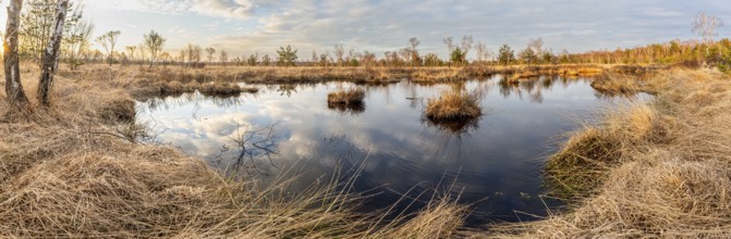 Marsh area with reflecting water and dry grasses under a cloudy sky, panorama, birch trees (Betula