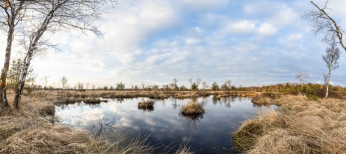 Still water of the moor reflects a cloudy sky, birch trees (Betula pendula) surround the area,