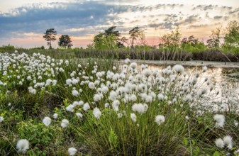 White fruiting sheath cottongrass (Eriophorum vaginatum) in the foreground of a rewetted raised