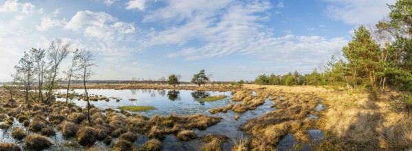 Panoramic view of a wide moor landscape with water areas and cloudy sky, birch trees (Betula