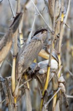 Close-up of dried corn plants (Zea mays) with a straw-like texture and autumnal ambience,