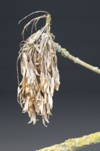 Fruits of an ash tree (Fraxinus excelsior), Dümmer nature park Park, Lower Saxony, Germany