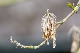 Fruits of an ash tree (Fraxinus excelsior) with young buds next to it, Dümmer nature park Park,