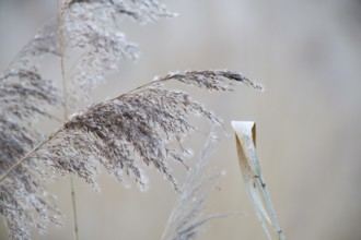 Close-up of dry, beige-coloured reeds (Phragmites communis) blurred in the background, Dümmer