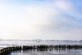 Ice sailor on frozen Dümmer Lake in front of a row of old wooden posts, Lembruch, Lower Saxony,