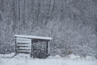 Snowy landscape with a small hut in the forest, cold and grey atmosphere, Dümmer nature park Park,