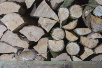A yellow-necked mouse (Apodemus flavicollis) runs along in front of a pile of cut logs of firewood,