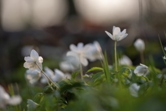 Delicate white anemones (Anemone nemorosa) with yellow stamens against a blurred background next to