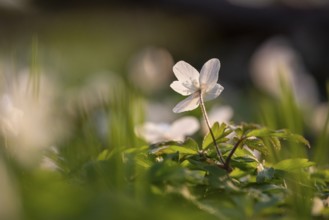 Sunlit single flower of an anemone (Anemone nemorosa) with yellow stamens against a blurred