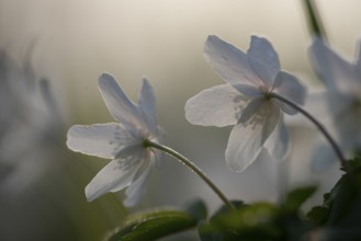 Rear view of delicate white anemones (Anemone nemorosa) with yellow stamens against a blurred