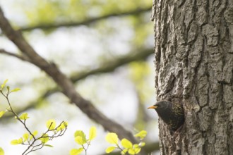 A starling (Sturnus vulgaris) looks away from its breeding den in a natural hollow on the trunk of