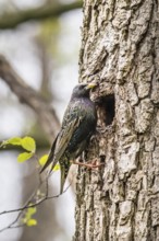 A starling (Sturnus vulgaris) sits in front of its breeding den natural den away from a tree trunk