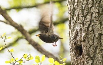 A starling (Sturnus vulgaris) flies away from a tree trunk of black alder (Alnus glutinosa),