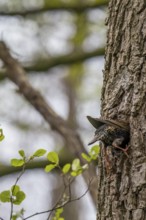 A starling (Sturnus vulgaris) hatching in its natural nesting cavity in a tree trunk of a black