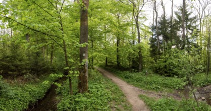 Frühlingswald am Wanderweg Ahornweg im Teutoburger Wald, Terra Vita nature park Park, Dissen, Lower