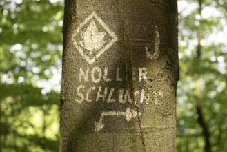 Close-up of a tree with hand-painted signs and writing Noller Schlucht in the forest on the