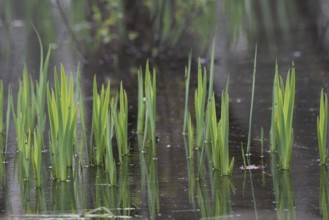Green leaves of the water iris (Iris pseudocorus) are reflected in the calm water, Dümmerniederung,