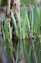 Green leaves of the water iris (Iris pseudocorus) are reflected in the calm water, Dümmerniederung,
