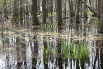 Flooded forest Alder quarry Floodplain forest Alder forest (Alnus glutinosa) with fresh spring