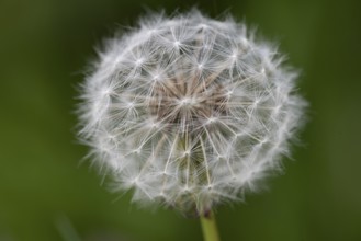 Close-up of a single dandelion (Taraxacum offinicinale) in front of a blurred green background,