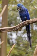 A hyacinth macaw (Anodorhynchus hyacinthinus) sits on a dead branch at the edge of the forest.