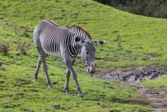 A Grévy's zebra (Equus grevyi)walks across a green meadow in hilly terrain. Botswana