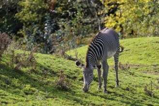 A Grévy's zebra (Equus grevyi) grazes in a green meadow. Botswana