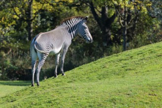 A Grévy's zebra (Equus grevyi) stands in a green meadow in hilly terrain. Botswana