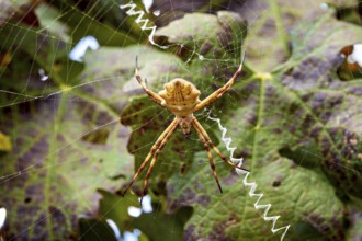 A spider centred in its web in front of blurred leaves, showing fine details, A wheel web spider