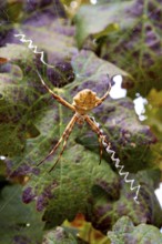 Spider sits in an elaborate web between green and purple leaves, a wheel web spider Argiope Lobata
