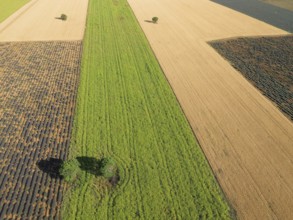 France, Provence, Alpes de Haute Provence, lavender fields and cornfields roll in soft waves across