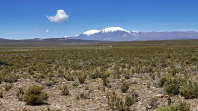 Flat desert area with snow-covered mountain in the background under clear sky, the landscape of