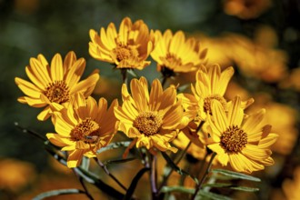 Bright yellow flowers blooming in the sunlight, surrounded by a green background, the common