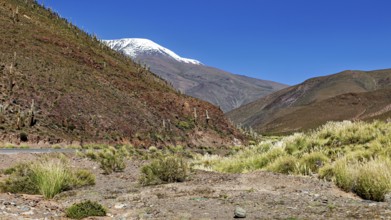 Desert landscape with snow-covered mountain and cacti under a blue sky, The landscape of the