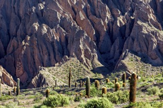 Rough rock formations with cacti and sparse vegetation in a dry, desert-like environment, The