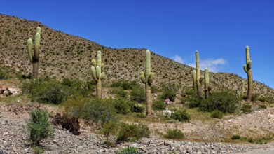 Hilly desert landscape with large cacti under a blue sky, The landscape of the Quebrada with its