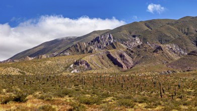 Mountains under a blue sky with cacti in the desert landscape, The landscape of the Quebrada with