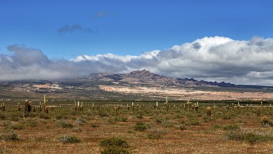 Landscape with numerous cacti under a blue sky, mountains in the background and scattered clouds,