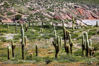 Row of cacti spread over a green and rocky landscape, The landscape of the Quebrada with its large
