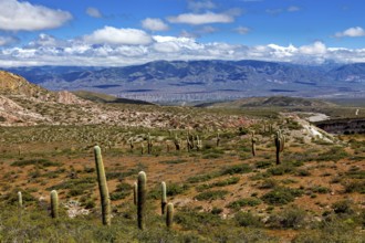 Panorama of a desert region with cacti and a mountainous horizon, The landscape of the Quebrada