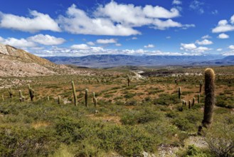 Vast landscape with cacti under a sky full of clouds, The landscape of the Quebrada with its large