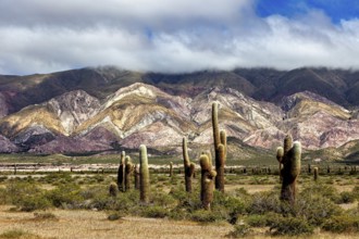 Cacti in front of undulating, multicoloured mountains and clouds, The landscape of the Quebrada