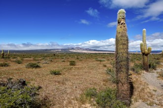 Single cactus in front of a wide desert landscape and horizon with clouds, The landscape of the