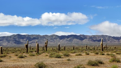 Desert landscape with cacti and mountains under a blue sky with clouds, The landscape of the