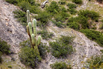 Several cacti in a rocky desert landscape with bushes, The landscape of the Quebrada with its large