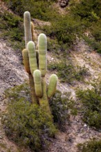Several cacti in a dry desert landscape on a hill, The landscape of the Quebrada with its large