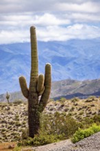 A large cactus in front of a mountain landscape with a cloudy sky, The landscape of the Quebrada