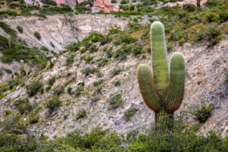 A single cactus stands in a hilly and green desert area, The landscape of the Quebrada with its