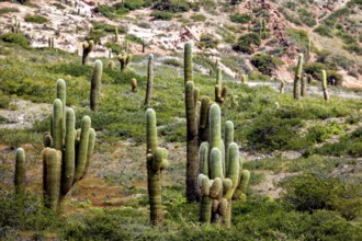 Green cacti spread along a hilly terrain, The landscape of the Quebrada with its large cacti near